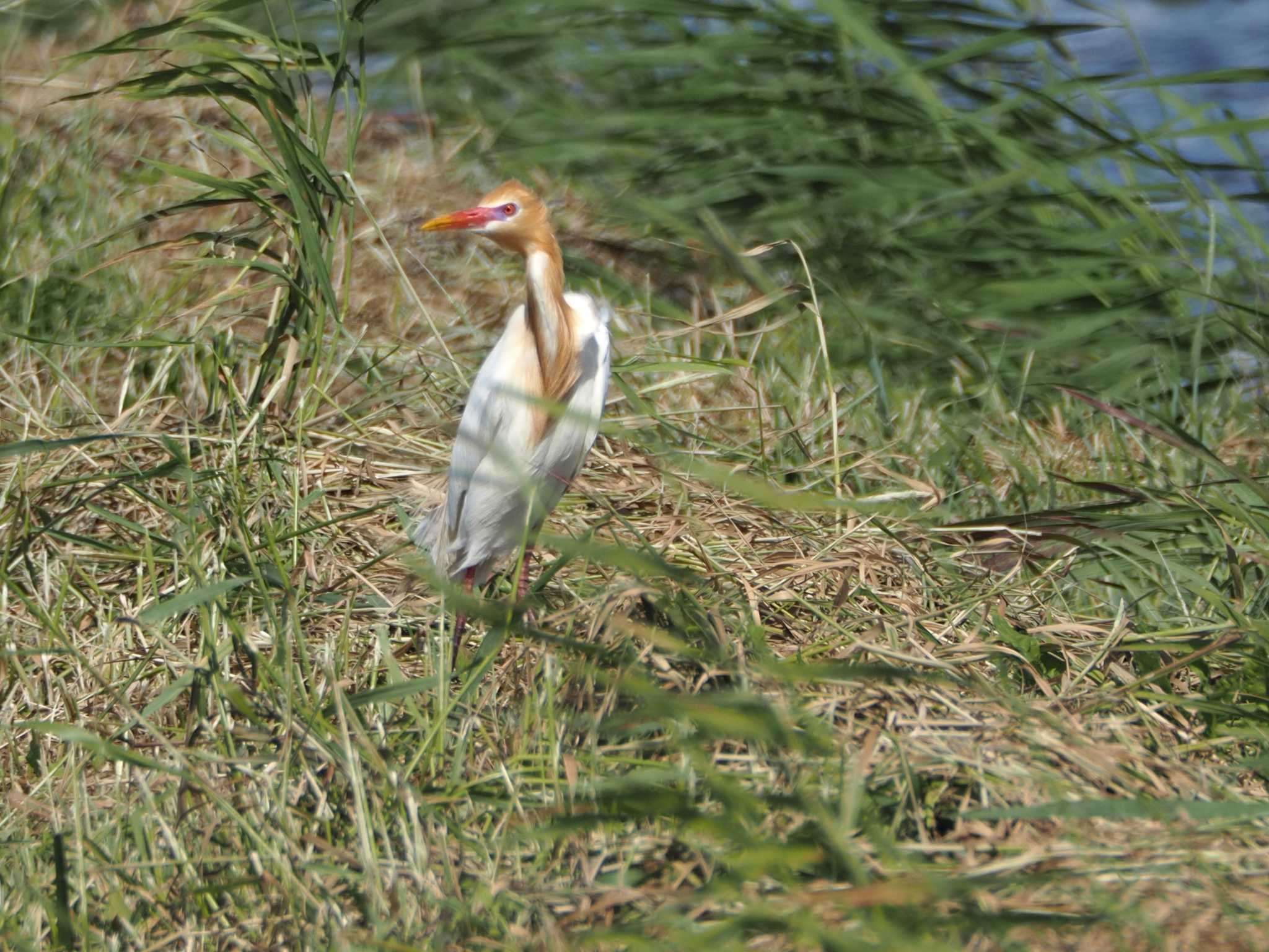 アマサギ