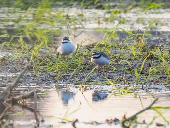 2023年5月4日(木) 稲敷市の野鳥観察記録