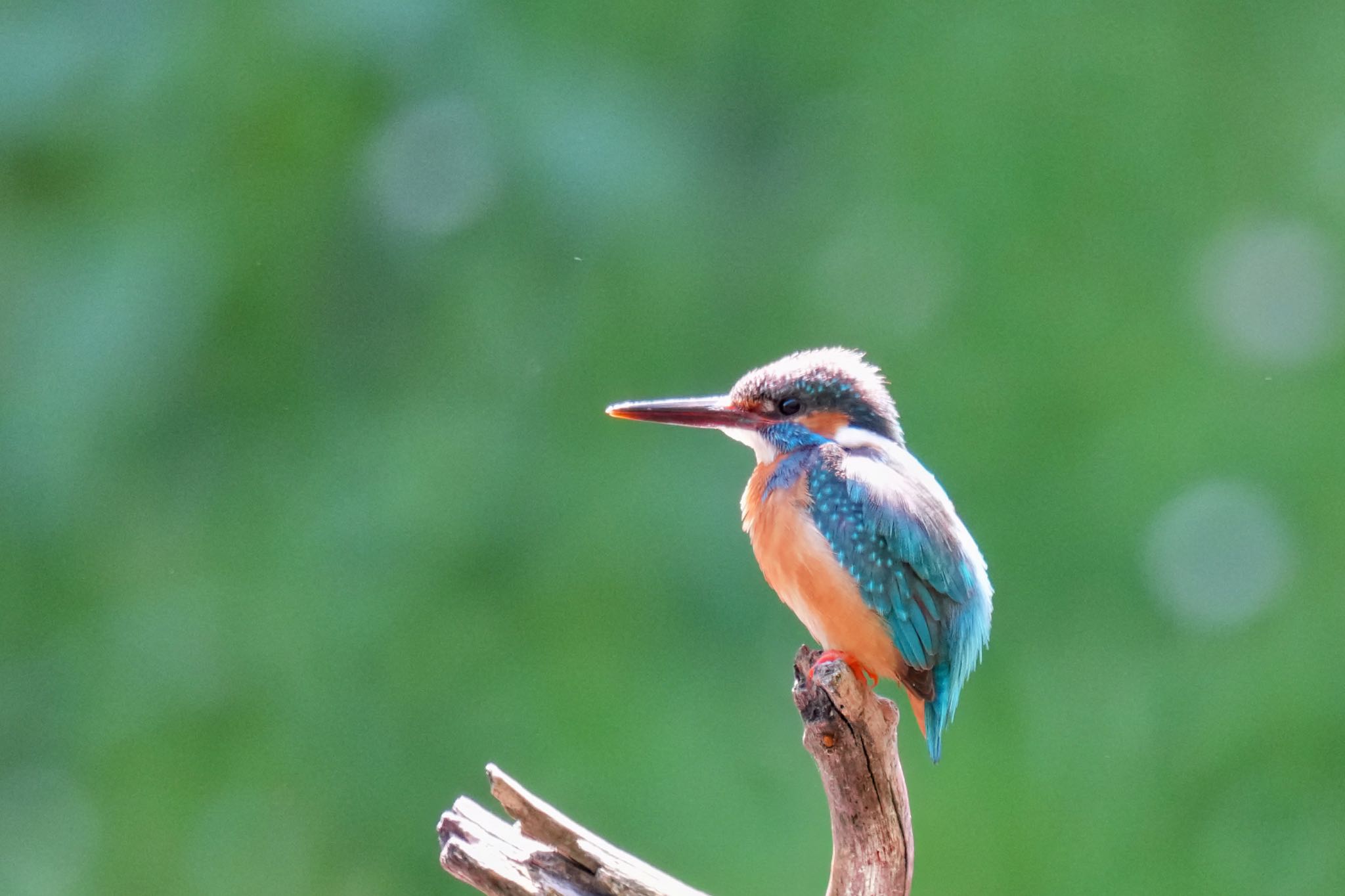 Common Kingfisher