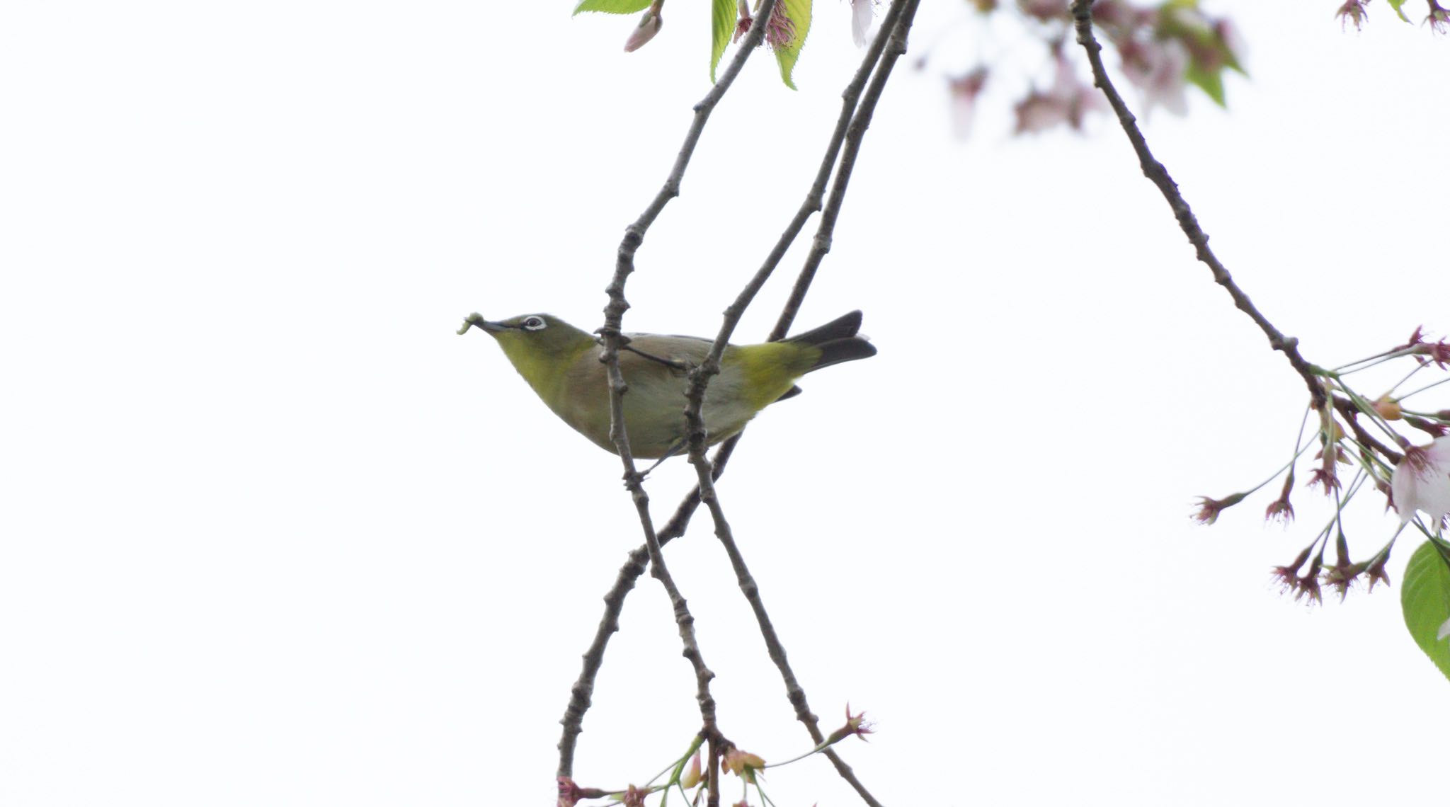 Photo of Warbling White-eye at 八郎沼公園 by マルCU