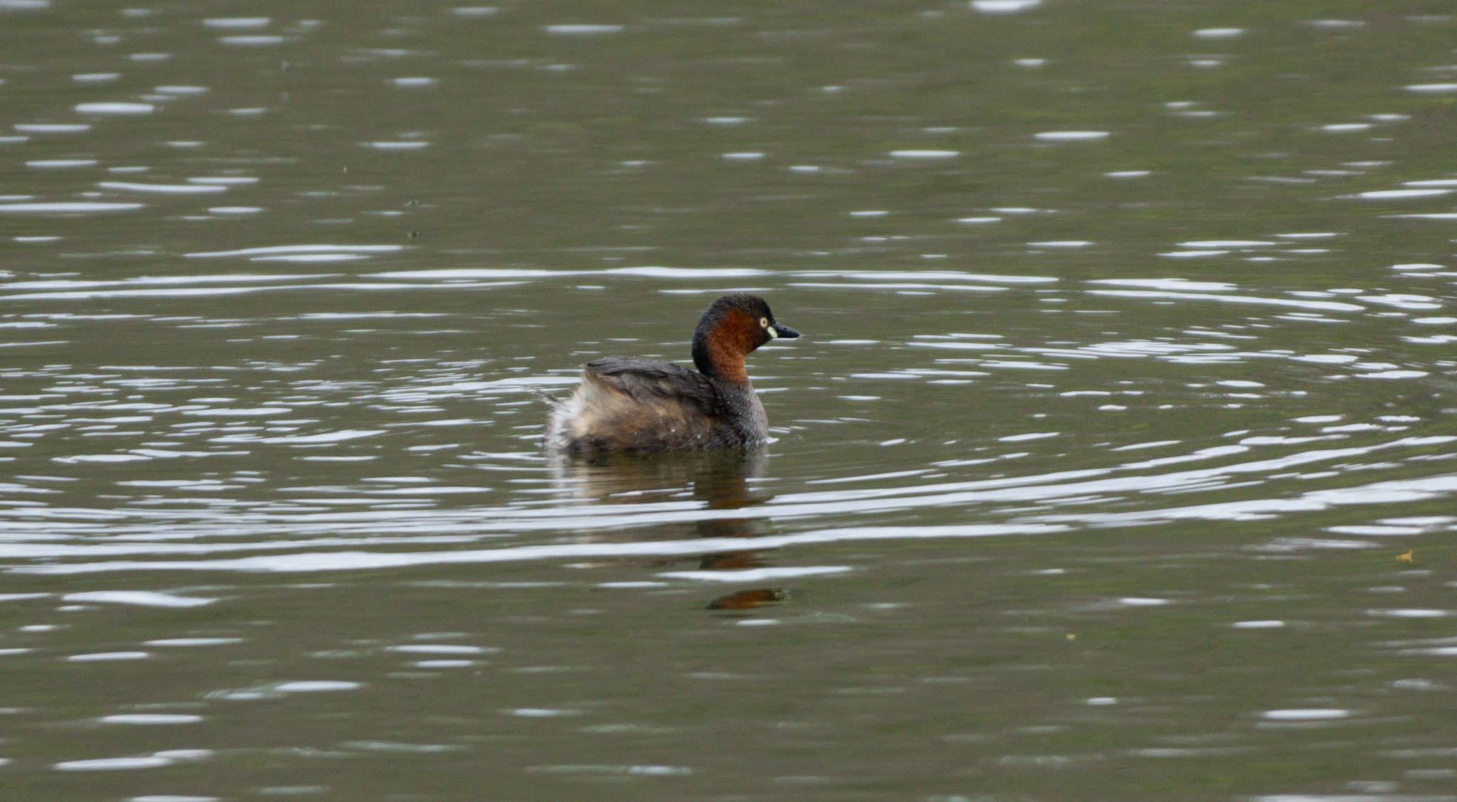 Photo of Little Grebe at 八郎沼公園 by マルCU