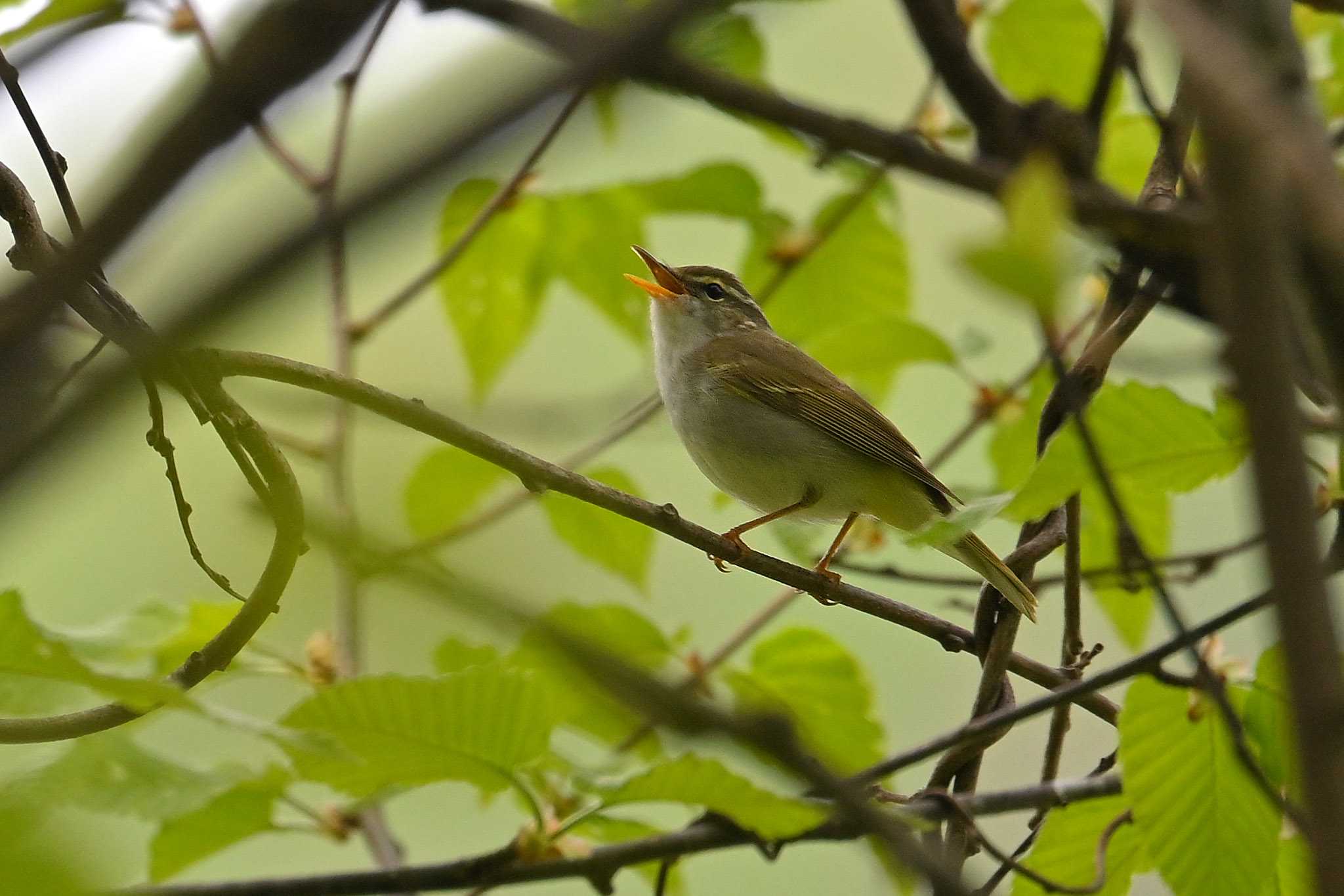 チヨチヨビ～♪鳴いてるところ初見