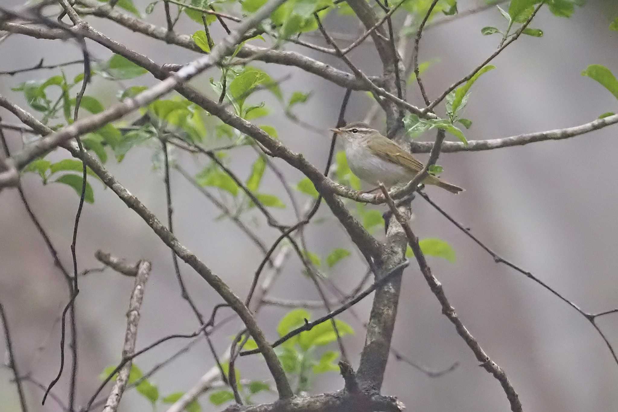 Eastern Crowned Warbler