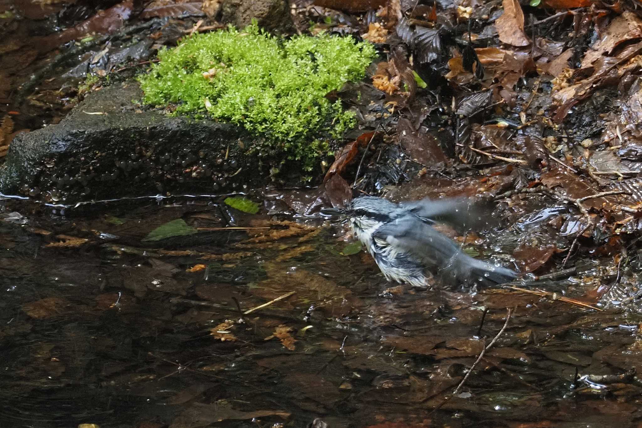 Eurasian Nuthatch