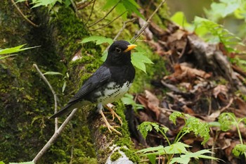 クロツグミ 伊香保森林公園 2023年5月13日(土)