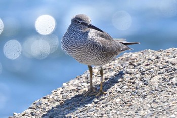 Wandering Tattler 日の出三番瀬沿い緑道 Tue, 5/16/2023