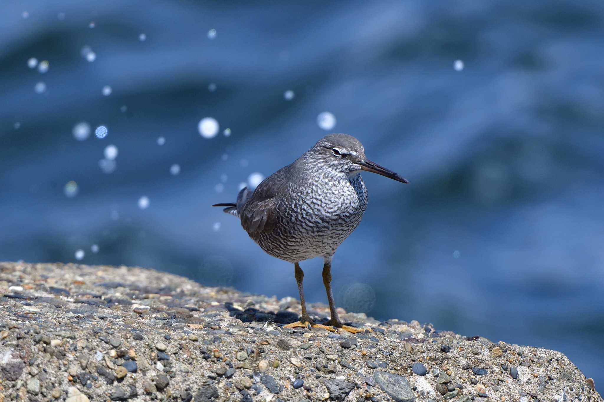 Wandering Tattler