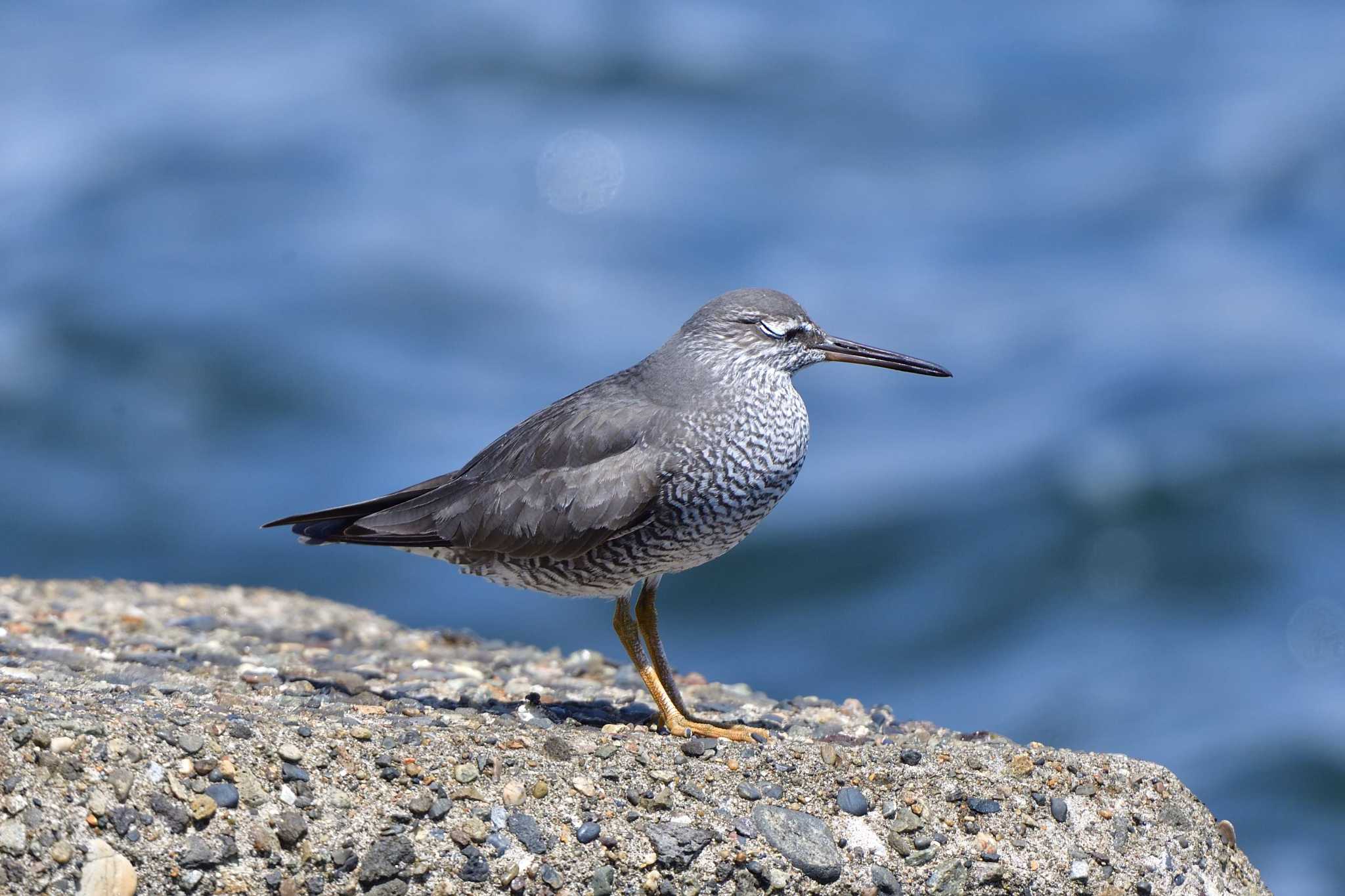 Wandering Tattler