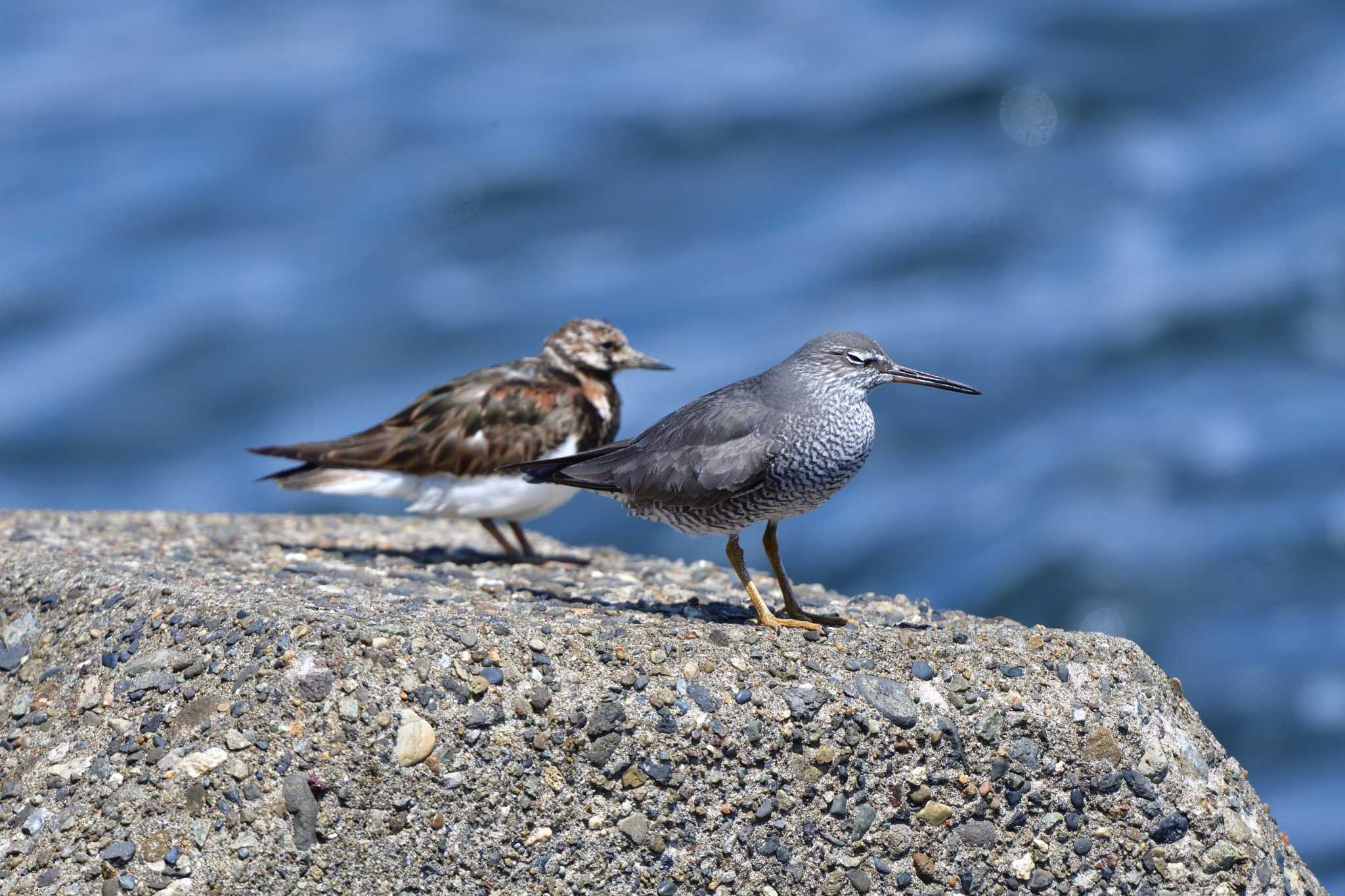 Wandering Tattler