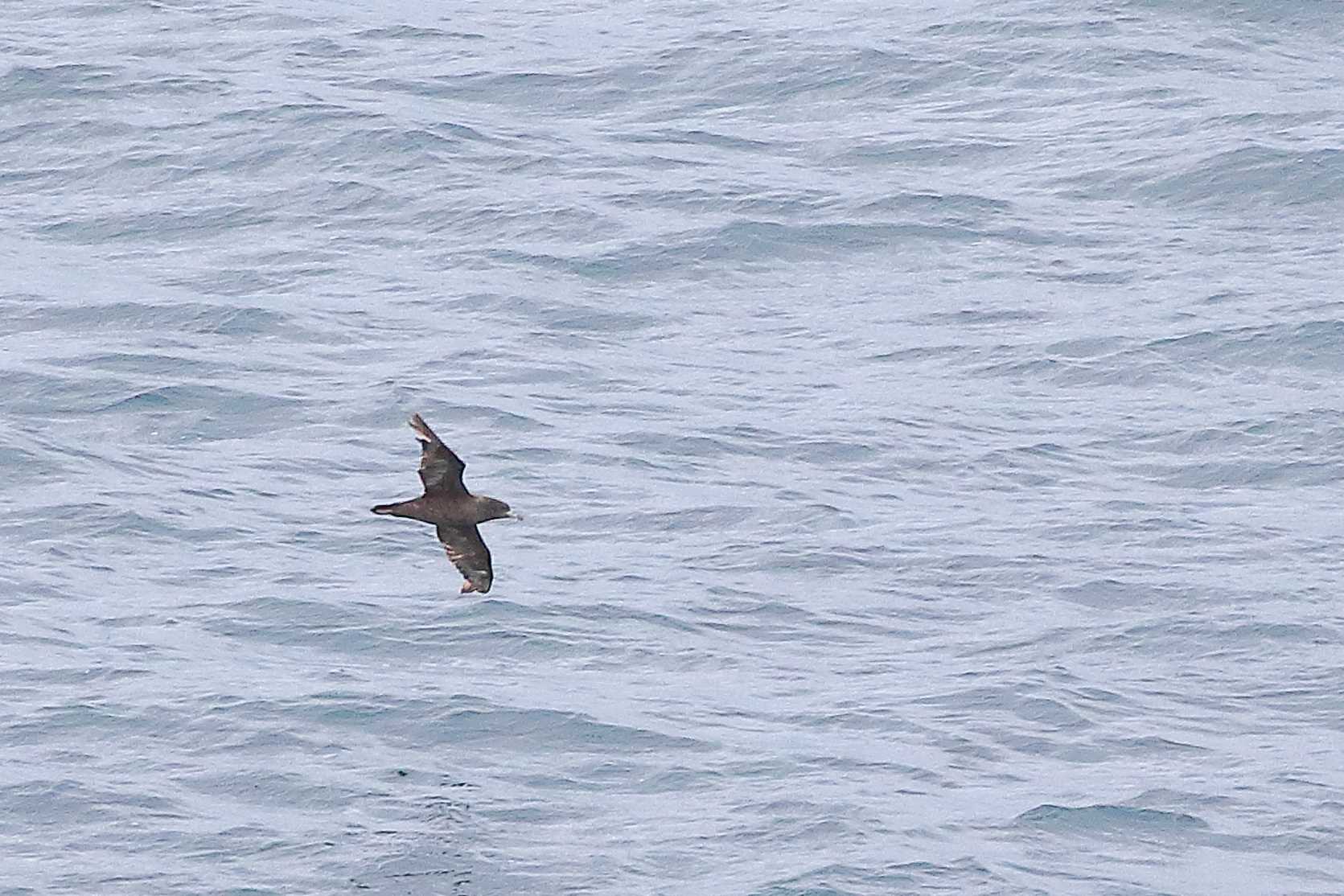 Photo of Flesh-footed Shearwater at  by じん