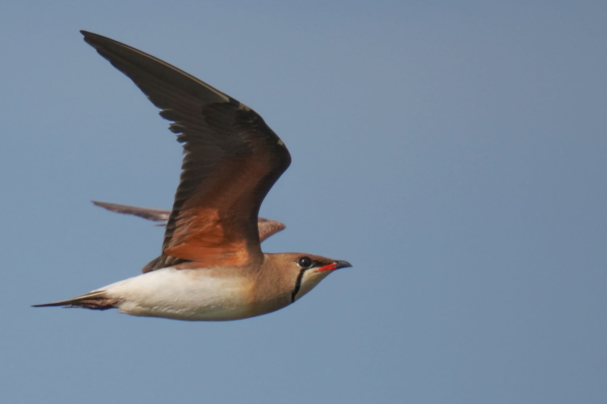Photo of Oriental Pratincole at 酒匂川河口 by アポちん