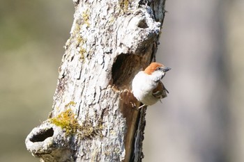 Russet Sparrow Senjogahara Marshland Thu, 5/11/2023