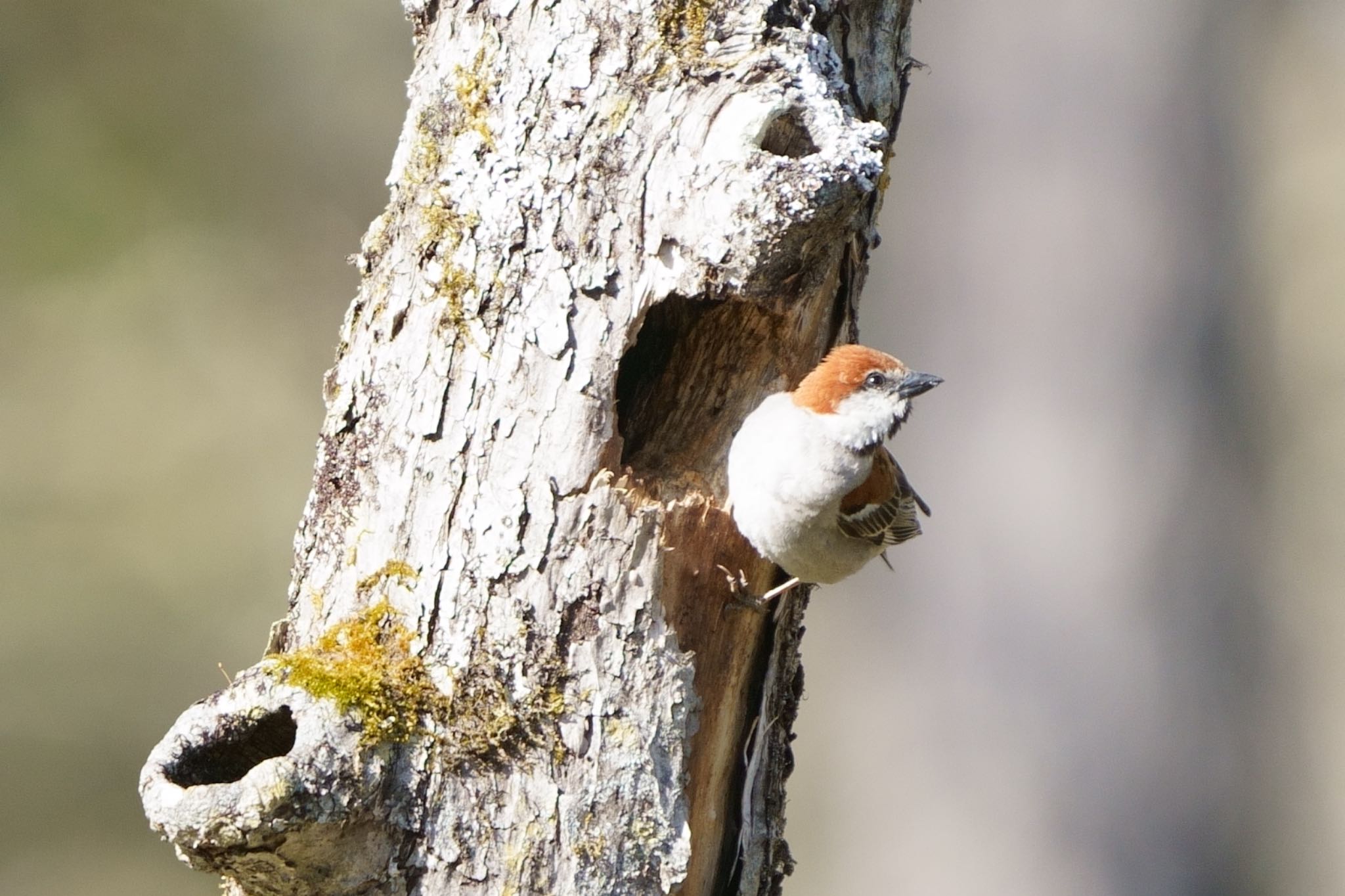 Photo of Russet Sparrow at Senjogahara Marshland by アカウント5227