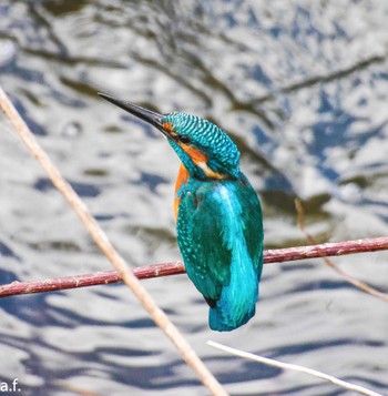 Common Kingfisher 町田市 Tue, 11/15/2022