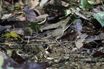 チャムネムジチメドリ Cuc Phuong National Park 2023年5月1日(月)