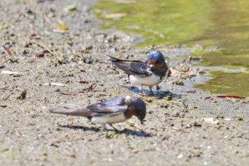 ツバメ 旧芝離宮恩賜庭園 2023年5月1日(月)