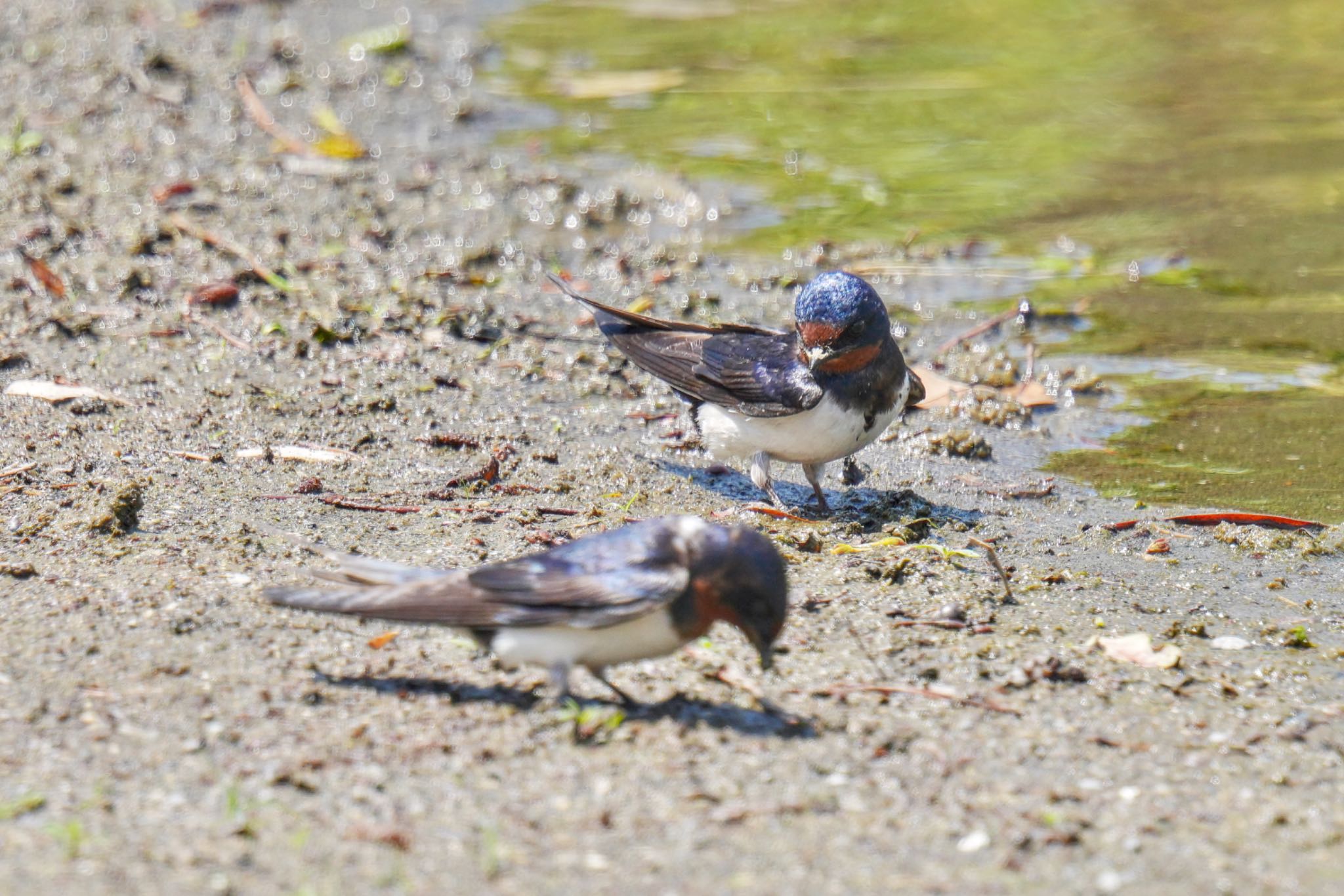 Barn Swallow