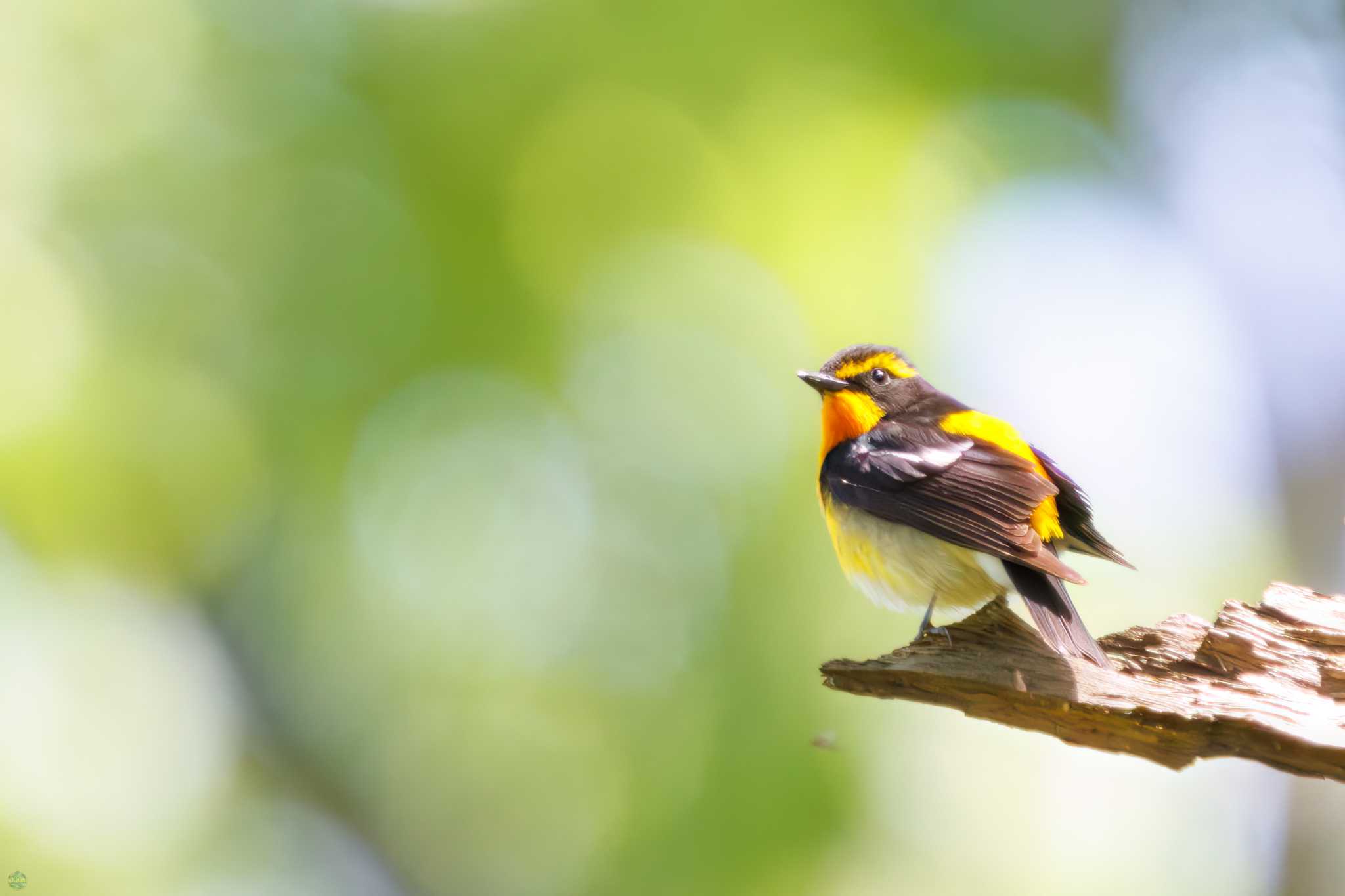 Narcissus Flycatcher