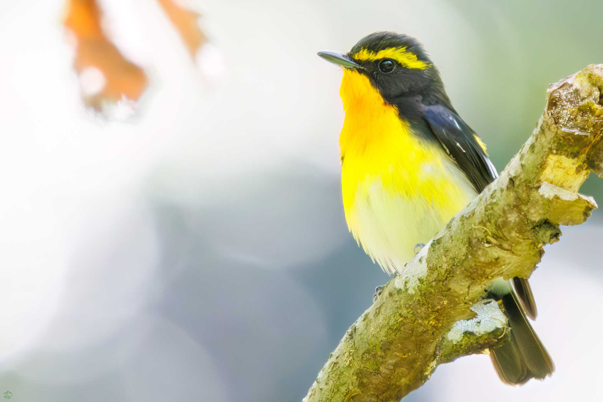 Narcissus Flycatcher