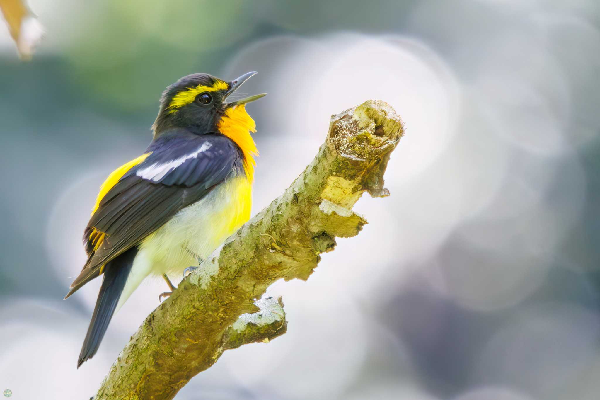 Narcissus Flycatcher