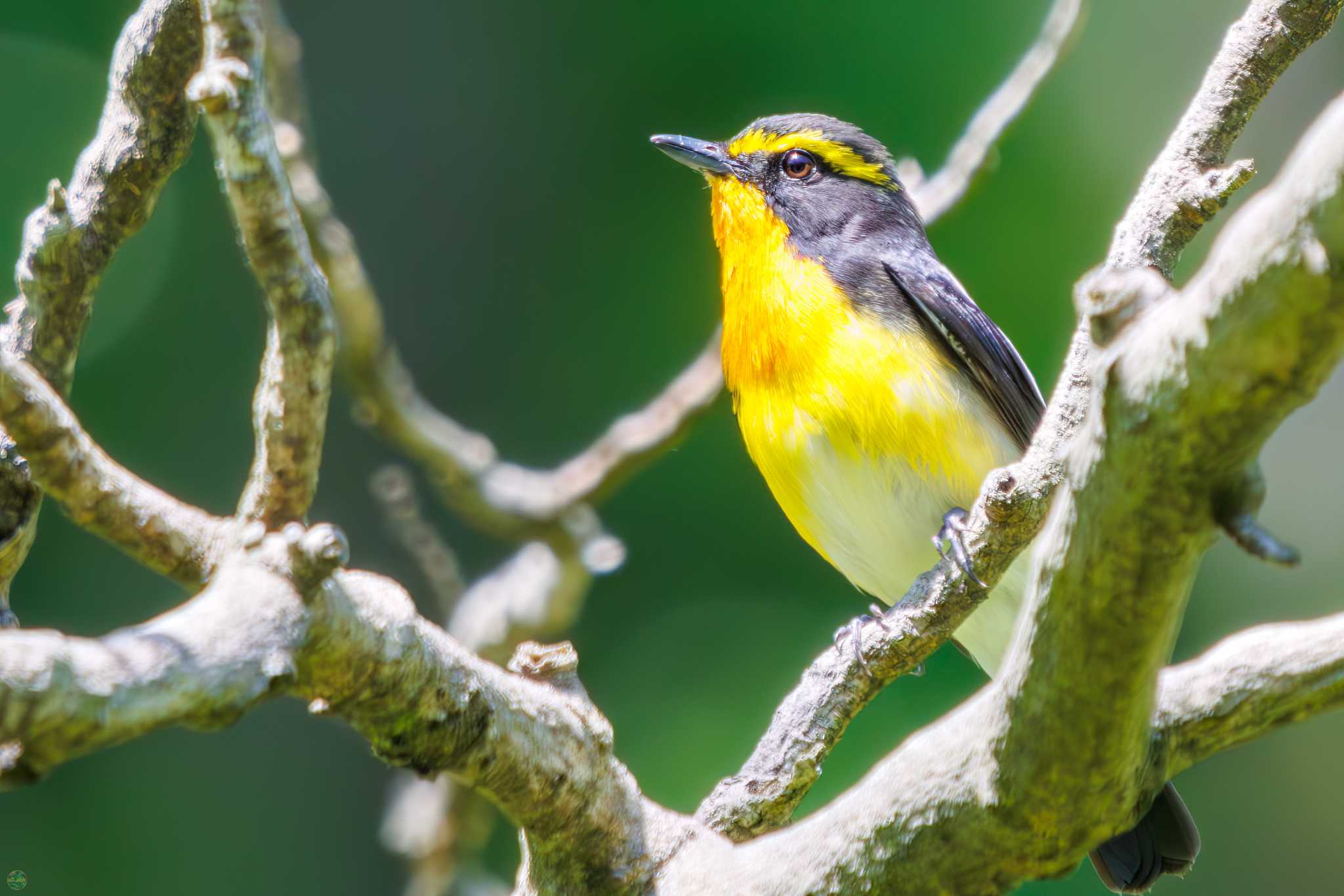 Narcissus Flycatcher