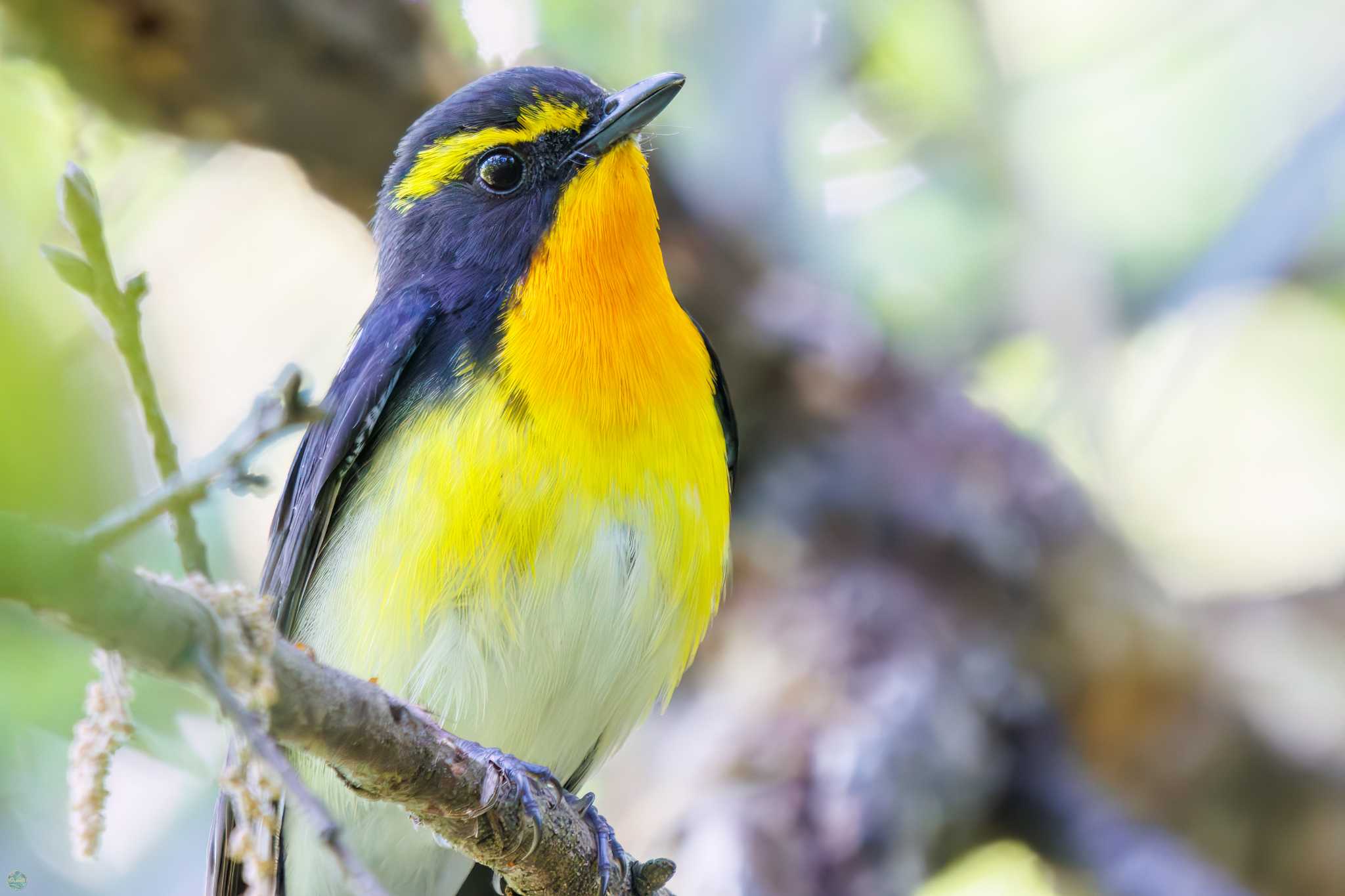 Photo of Narcissus Flycatcher at Maioka Park by d3_plus