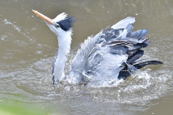 アオサギ 鶴見川 2023年5月3日(水)