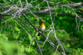 Narcissus Flycatcher 月寒公園 Wed, 5/17/2023