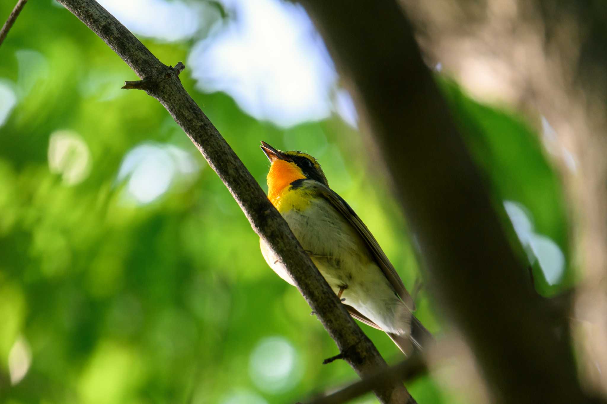 Photo of Narcissus Flycatcher at 月寒公園 by North* Star*