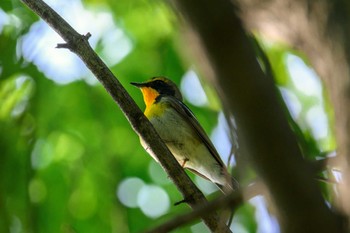 Narcissus Flycatcher 月寒公園 Wed, 5/17/2023