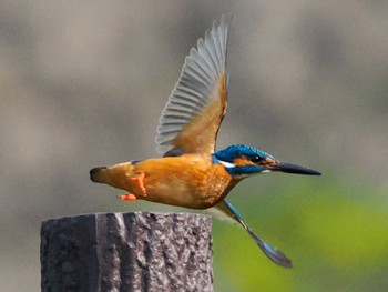 2023年5月17日(水) 福井緑地(札幌市西区)の野鳥観察記録