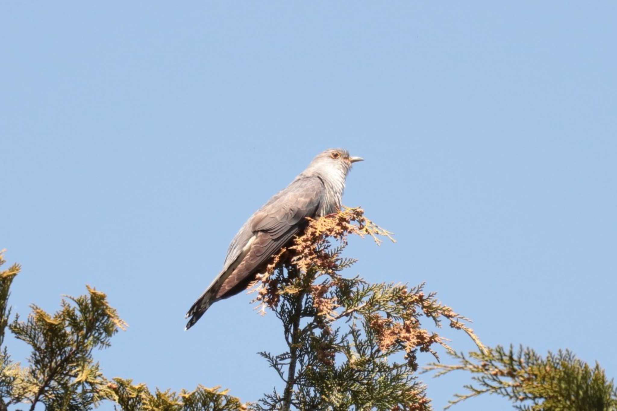 Oriental Cuckoo