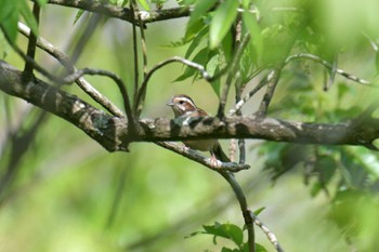 Meadow Bunting 滋賀県甲賀市甲南町創造の森 Wed, 5/17/2023