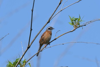 Meadow Bunting 滋賀県甲賀市甲南町創造の森 Wed, 5/17/2023