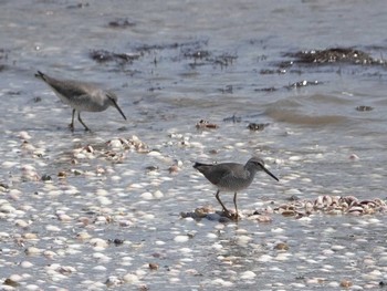 Grey-tailed Tattler 荒尾干潟 Wed, 5/10/2023