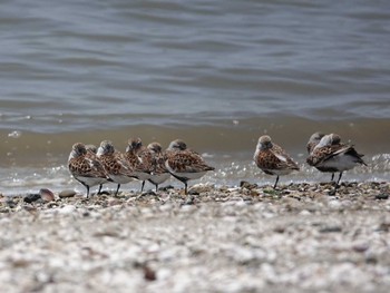 Dunlin 荒尾干潟 Wed, 5/10/2023