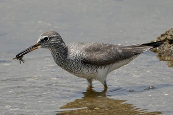 キアシシギ 甲子園浜(兵庫県西宮市) 2023年5月17日(水)