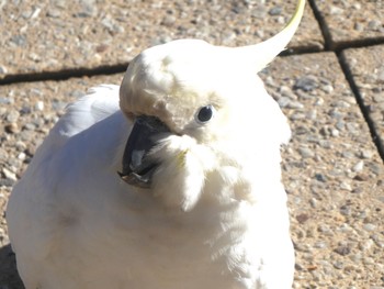 Sulphur-crested Cockatoo Lawson, NSW, Australia Sat, 5/6/2023