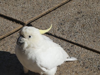 Sulphur-crested Cockatoo Lawson, NSW, Australia Sat, 5/6/2023