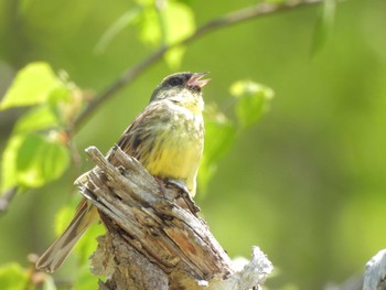 Wed, 5/17/2023 Birding report at Nishioka Park