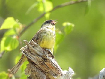 Masked Bunting Nishioka Park Wed, 5/17/2023