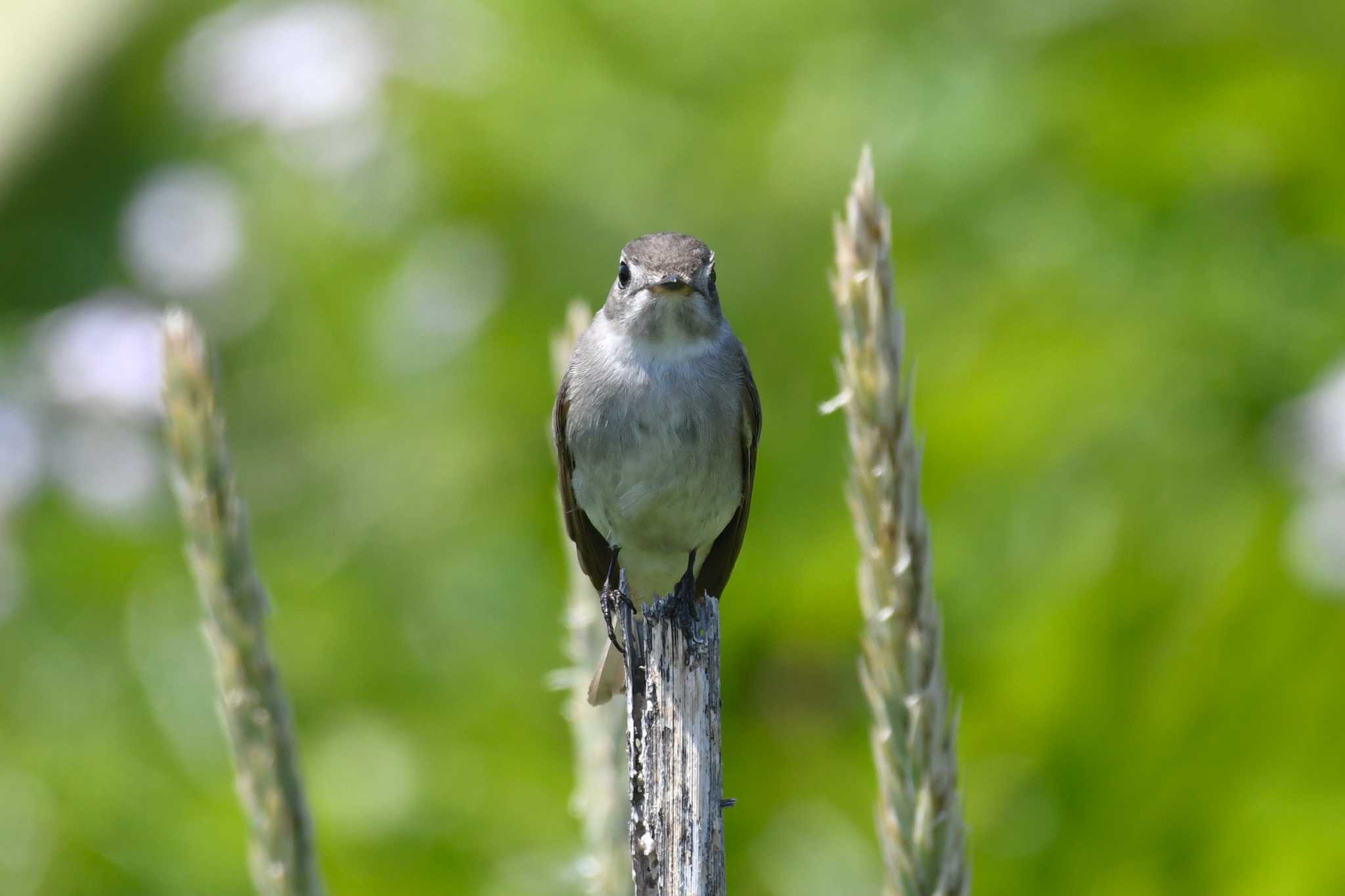Photo of Asian Brown Flycatcher at Hegura Island by Semal