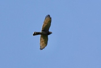 Grey-faced Buzzard 油山市民の森 Sun, 5/14/2023