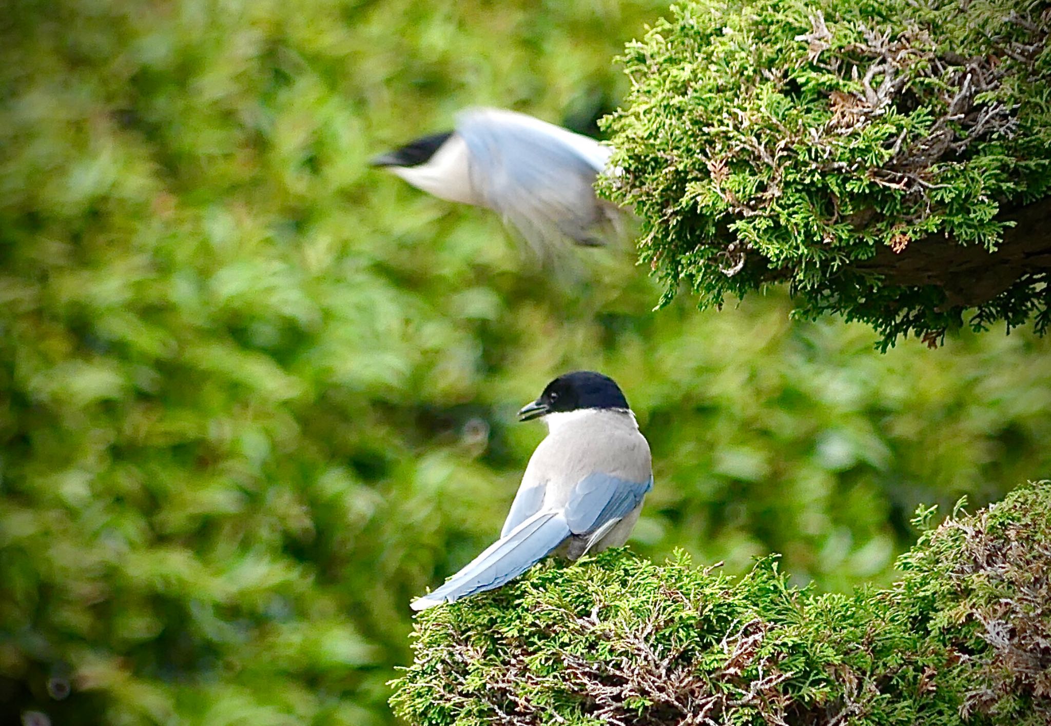 Azure-winged Magpie