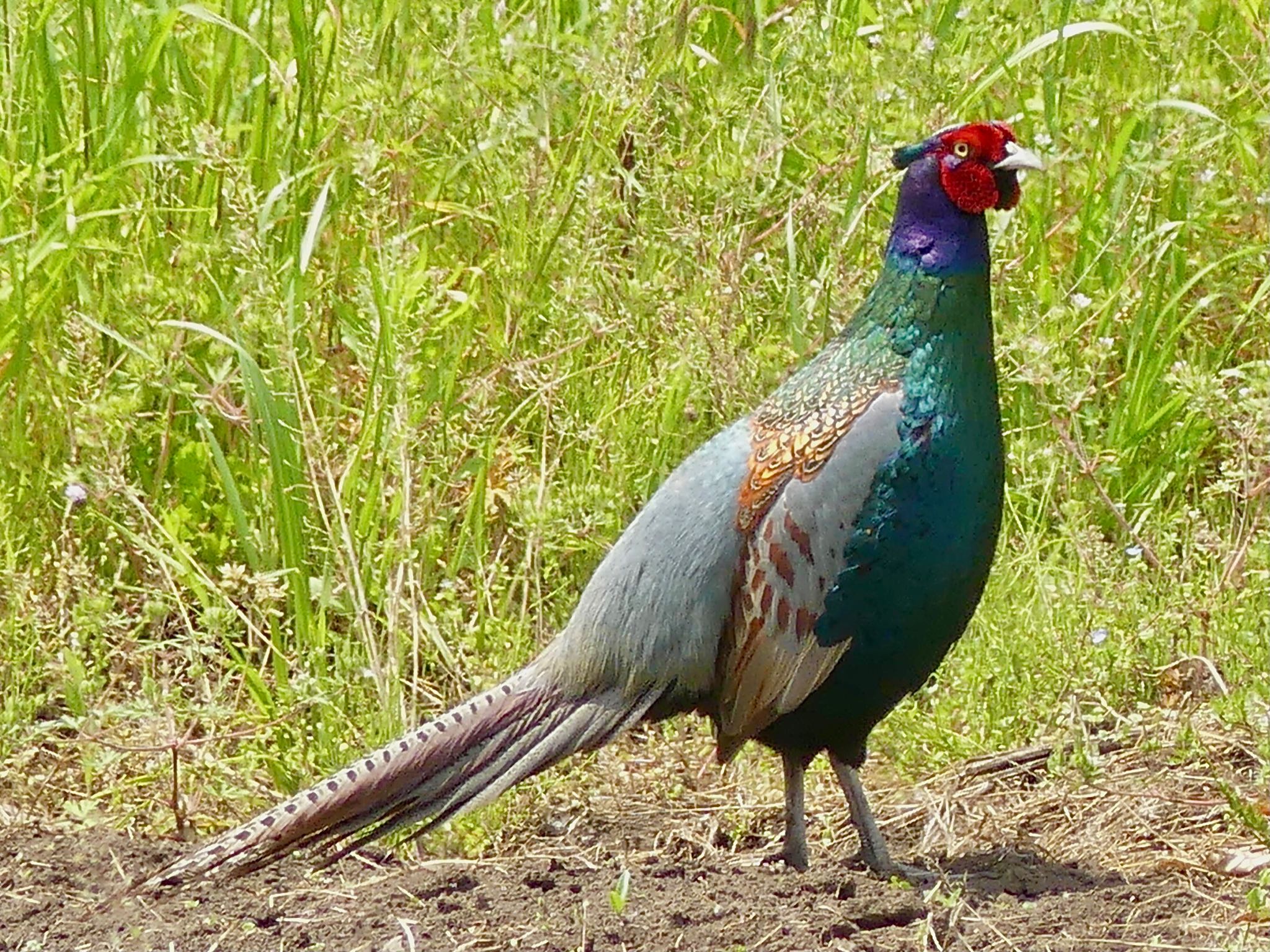 Green Pheasant