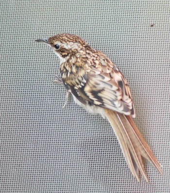 Eurasian Treecreeper 静岡県 島田市 川根町 Fri, 5/12/2023