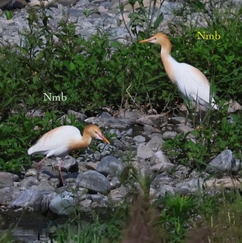 Eastern Cattle Egret Unknown Spots Unknown Date