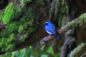 Indigo Flycatcher Kinabaru park Sat, 4/28/2018