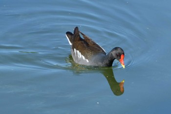 バン 都立浮間公園 2023年5月16日(火)