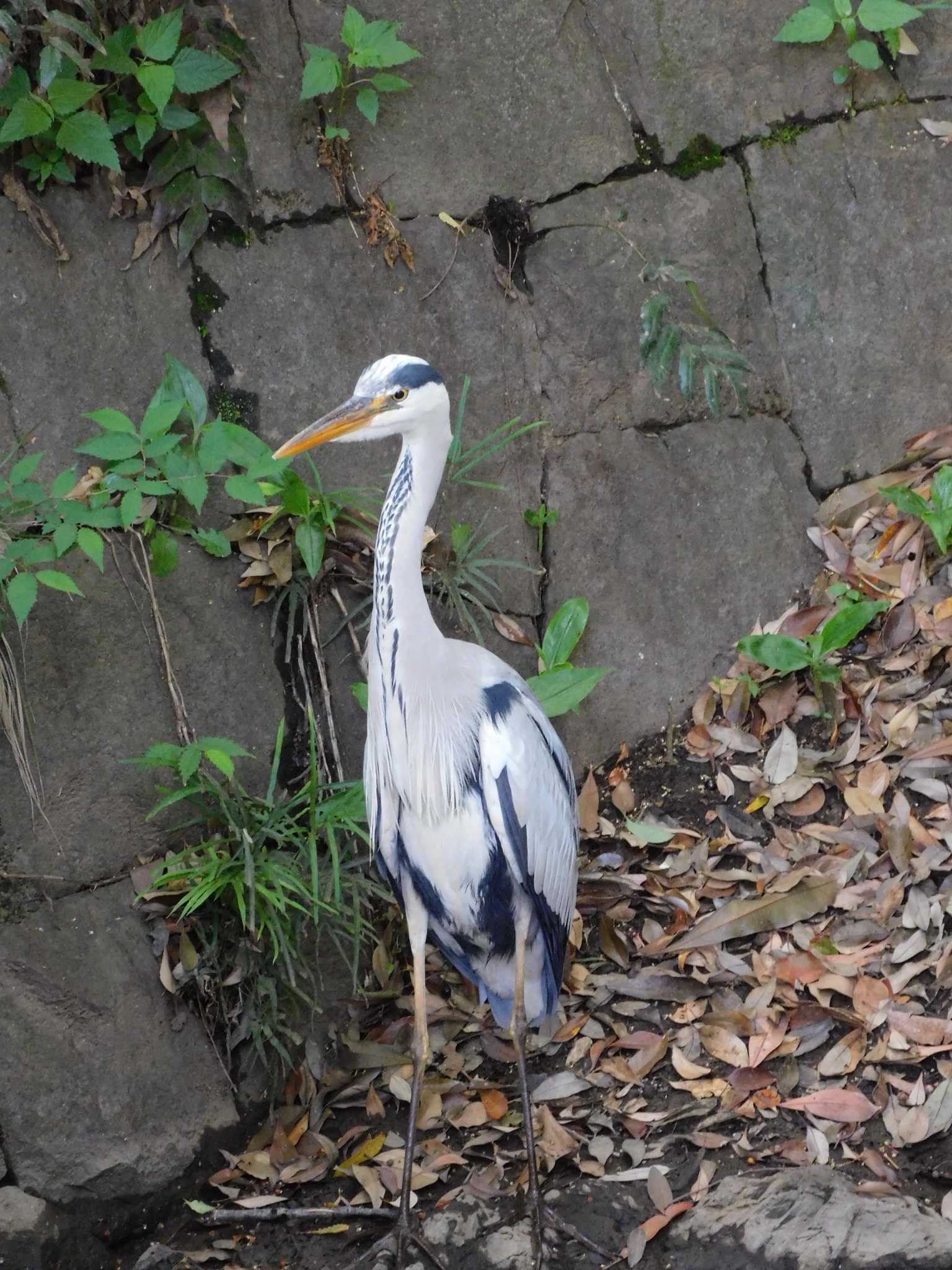 平和の森公園、妙正寺川 アオサギの写真 by morinokotori